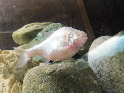 Blind Cave Tetra
