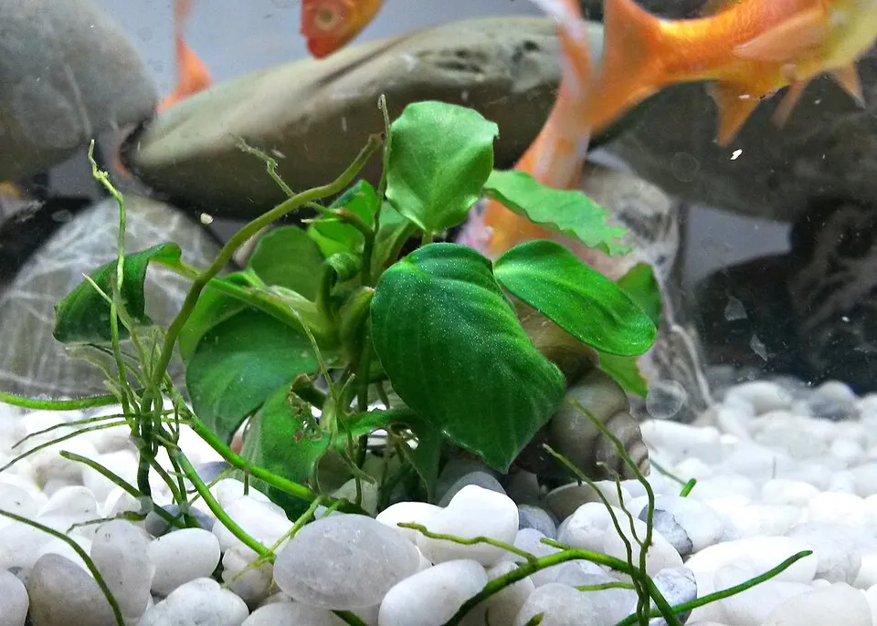 Anubias nana, Anubias barteri nana
