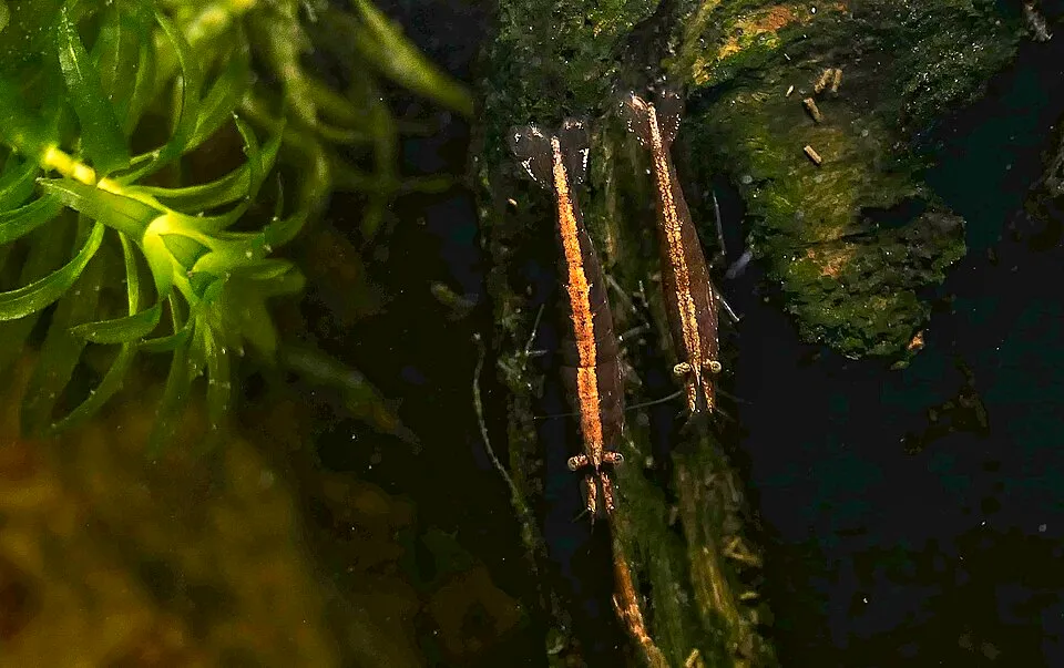 Die Aufsicht auf zwei Molukken-Fächergarnelen (Atyopsis moluccensis), im Aquarium.