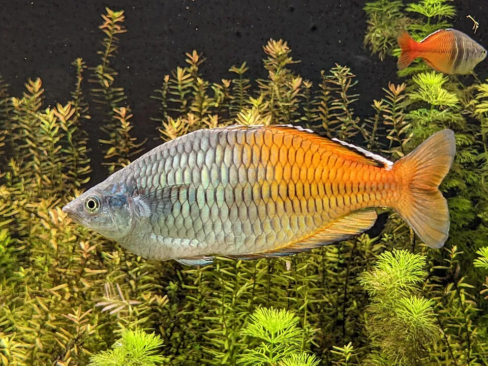 Melanotaenia boesemani (Boeseman's rainbowfish) in Ouwehands Dierenpark