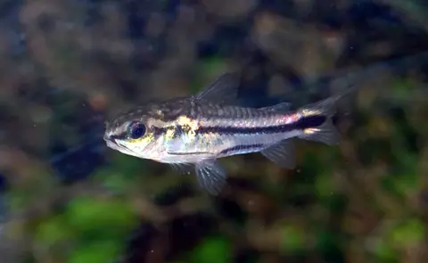 Cá chuột pygmy bơi giữa bể thủy sinh có sọc đen ngang thân