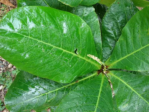 Daun ketapang kering dan daun gugur