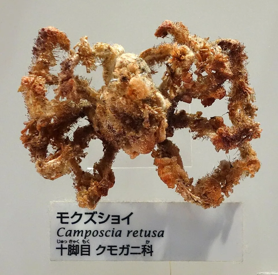 Exhibit in the National Museum of Nature and Science, Tokyo, Japan. Photography was permitted in the museum without restriction.