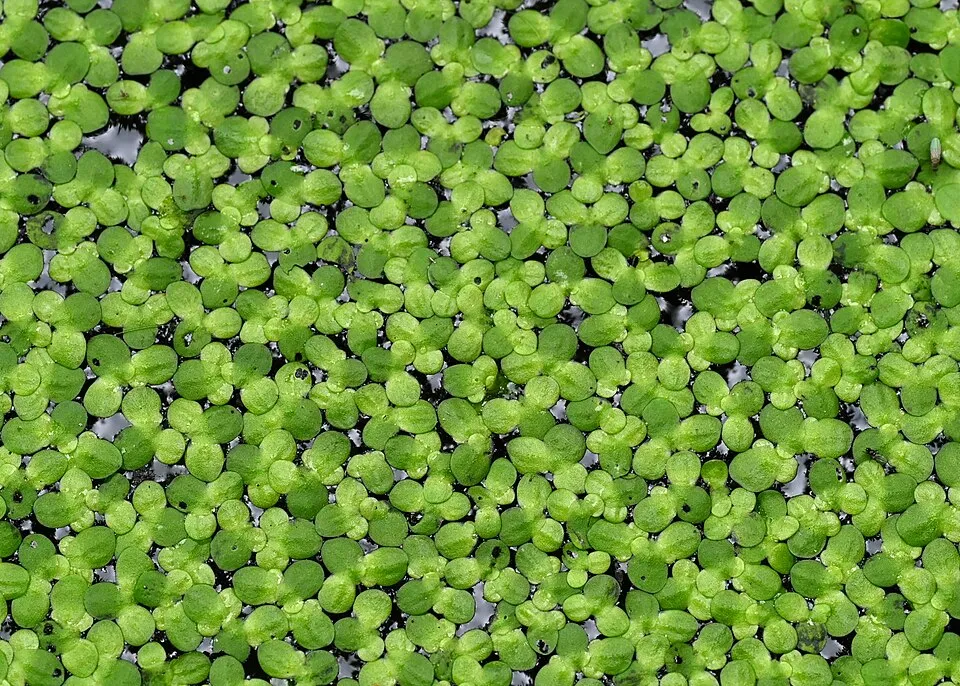 Bèo tấm lớn, Spirodela polyrrhiza