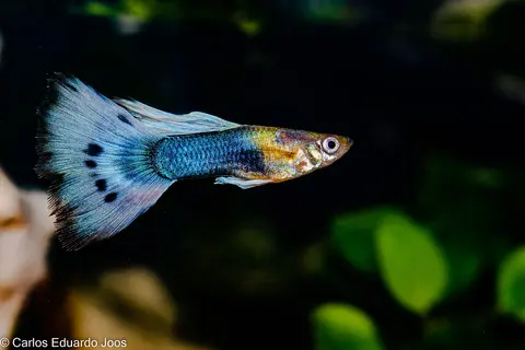 Guppy jantan berekor biru muda di latar hijau tua