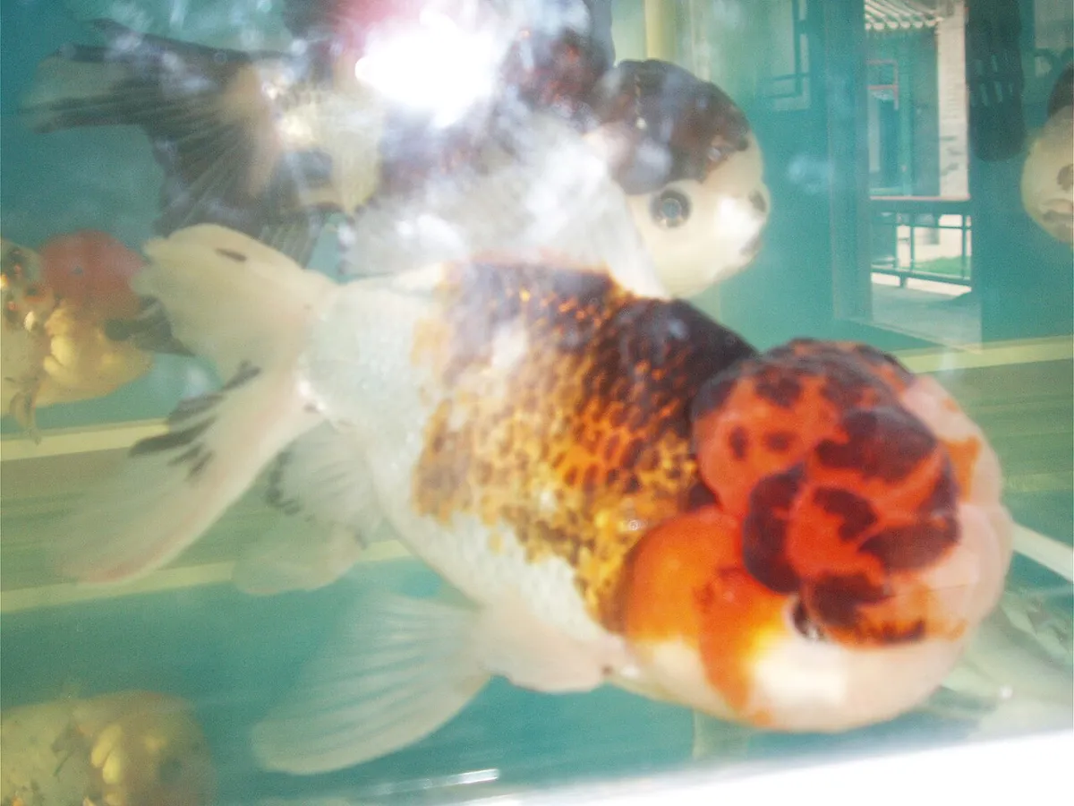 Oranda (Oranda Goldfish)