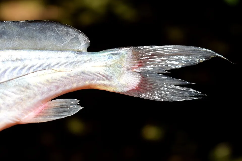 Mystus singaringan, female, 175mm SL; from Cihideung, a tributary of Cisadane River, Bogor, West Java, Indonesia. Caudal region.