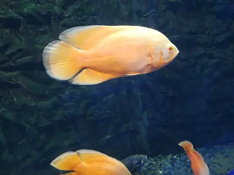 Oscar albino oranye pucat berenang di akuarium