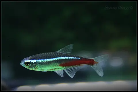 ปลานีออนโตเต็มวัย แถบสีน้ำเงินและสีแดงชัด ในตู้พื้นสีเข้ม
