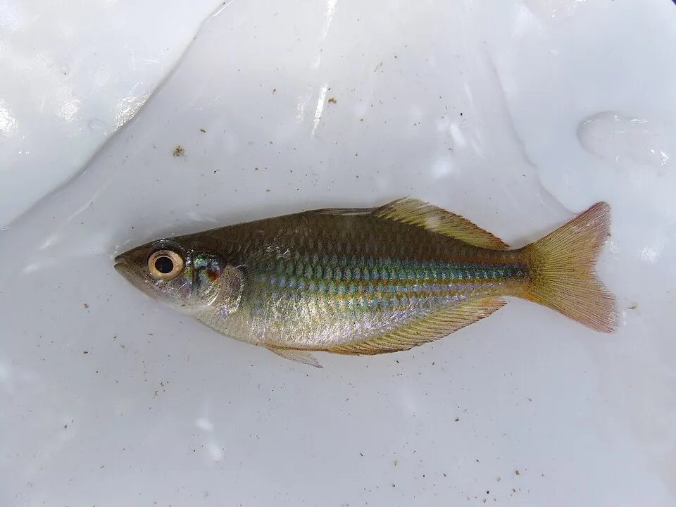 Banded Rainbowfish (Melanotaenia trifasciata)