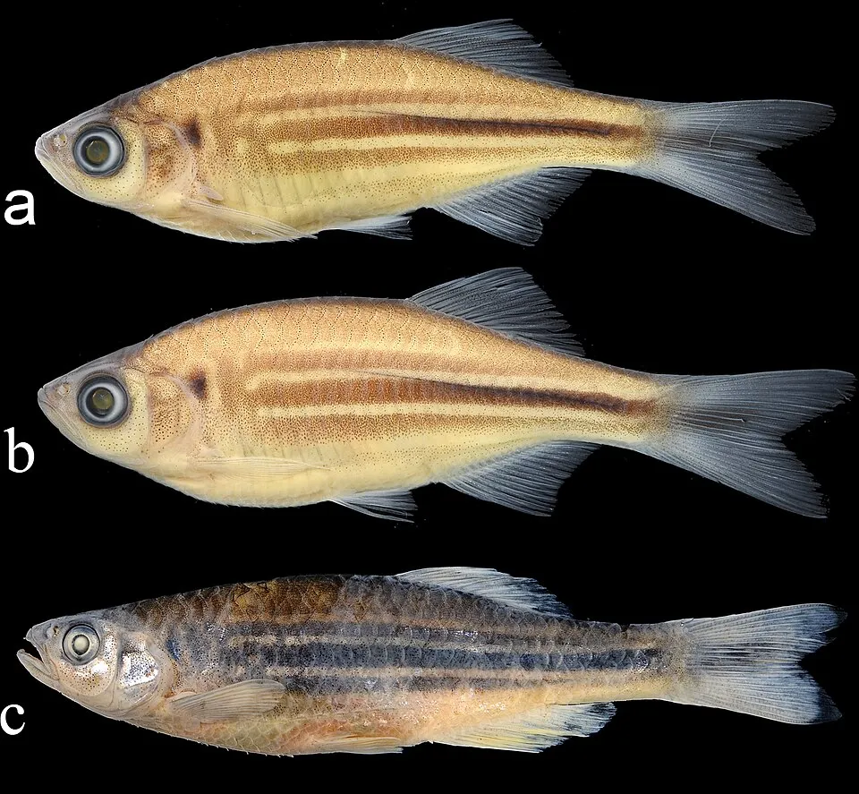 Devario aequipinatus, subadultes männliches, subadultes weibliches und adultes männliches Exemplar