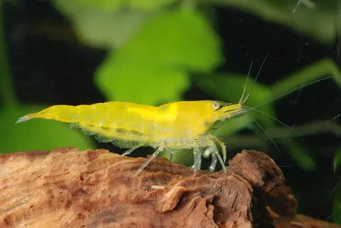 กุ้งเชอร์รี่สีเหลืองบนไม้ดริฟต์วูดในตู้ไม้น้ำ