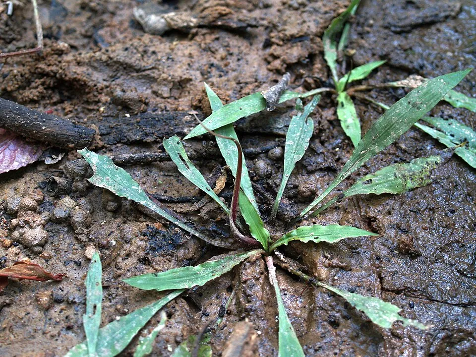 Cryptocoryne spiralis 'Red', Cryptocoryne spiralis