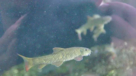 Ikan Dokter
