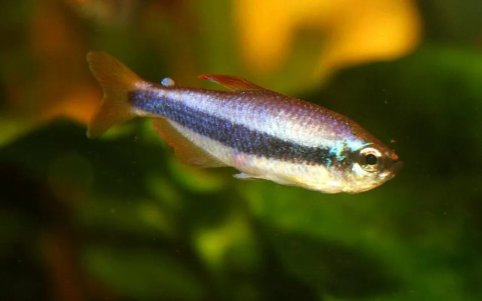 Inpaichtys kerri