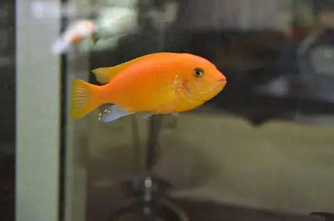 Cá cái màu cam bơi bên cạnh kính bể