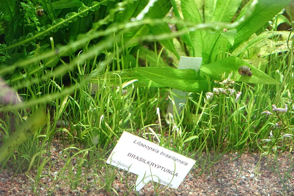 Botanical specimen in the Victoriahuset, Bergianska trädgården - Stockholm, Sweden.