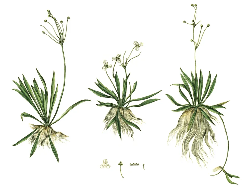 Helanthium tenellum (Mart. ex Schult.f.) Britton - North American dwarf burhead, Mud-babies, or Pygmy chain sword