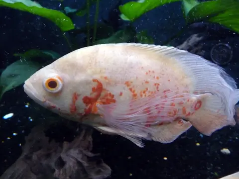 Oscar albino putih berbintik merah di akuarium dengan tanaman air