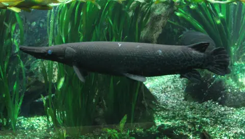 Ikan aligator