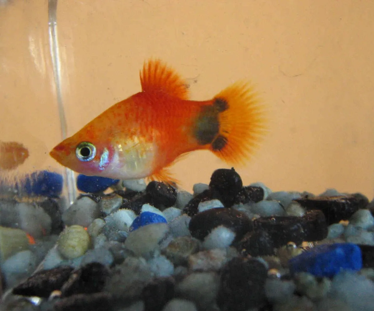 Platy Mickey Mouse (Mickey Mouse Platy)