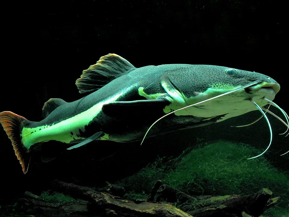 Phractocephalus hemioliopterus; adult; size c. 50-60 cm, aquarium