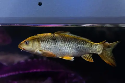 Cá koi màu vàng bạc bơi trong bể kính