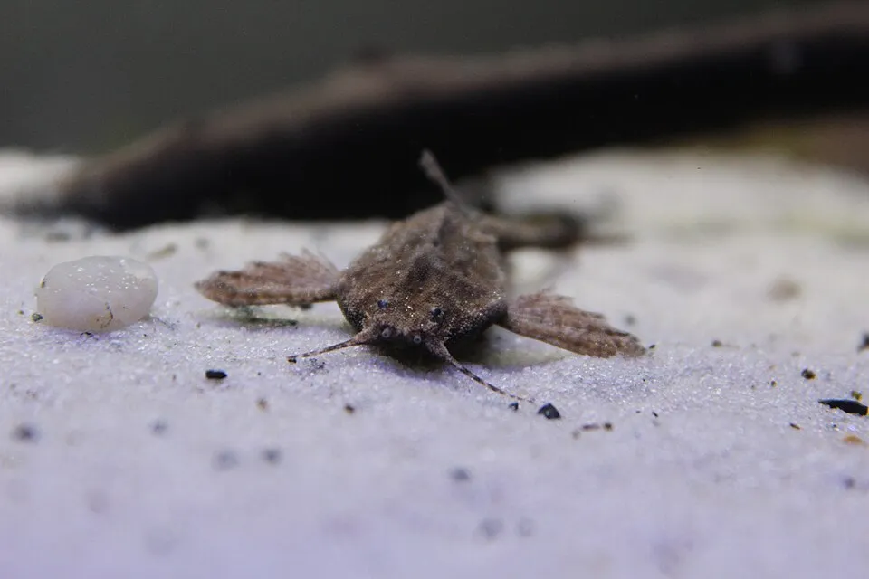Cá trê lá khô banjo, Bunocephalus coracoideus