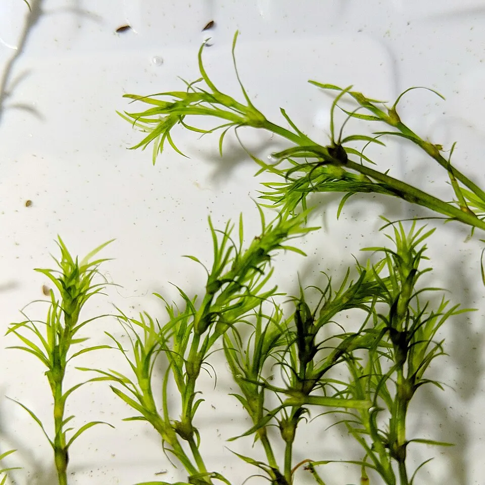Rong đuôi chồn Najas, Najas guadalupensis