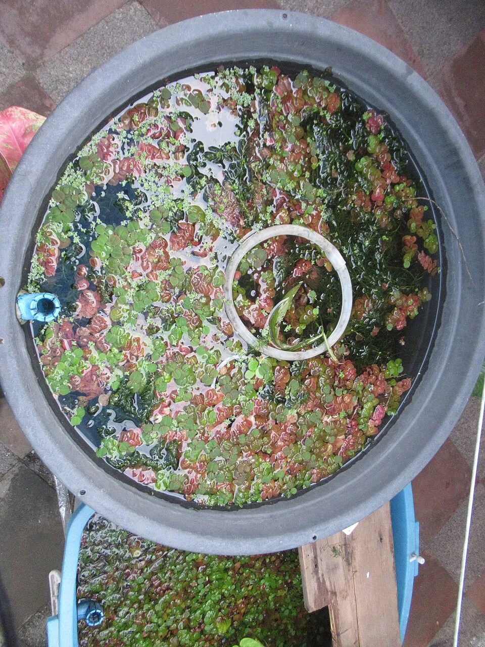 Phyllanthus fluitans5.jpg