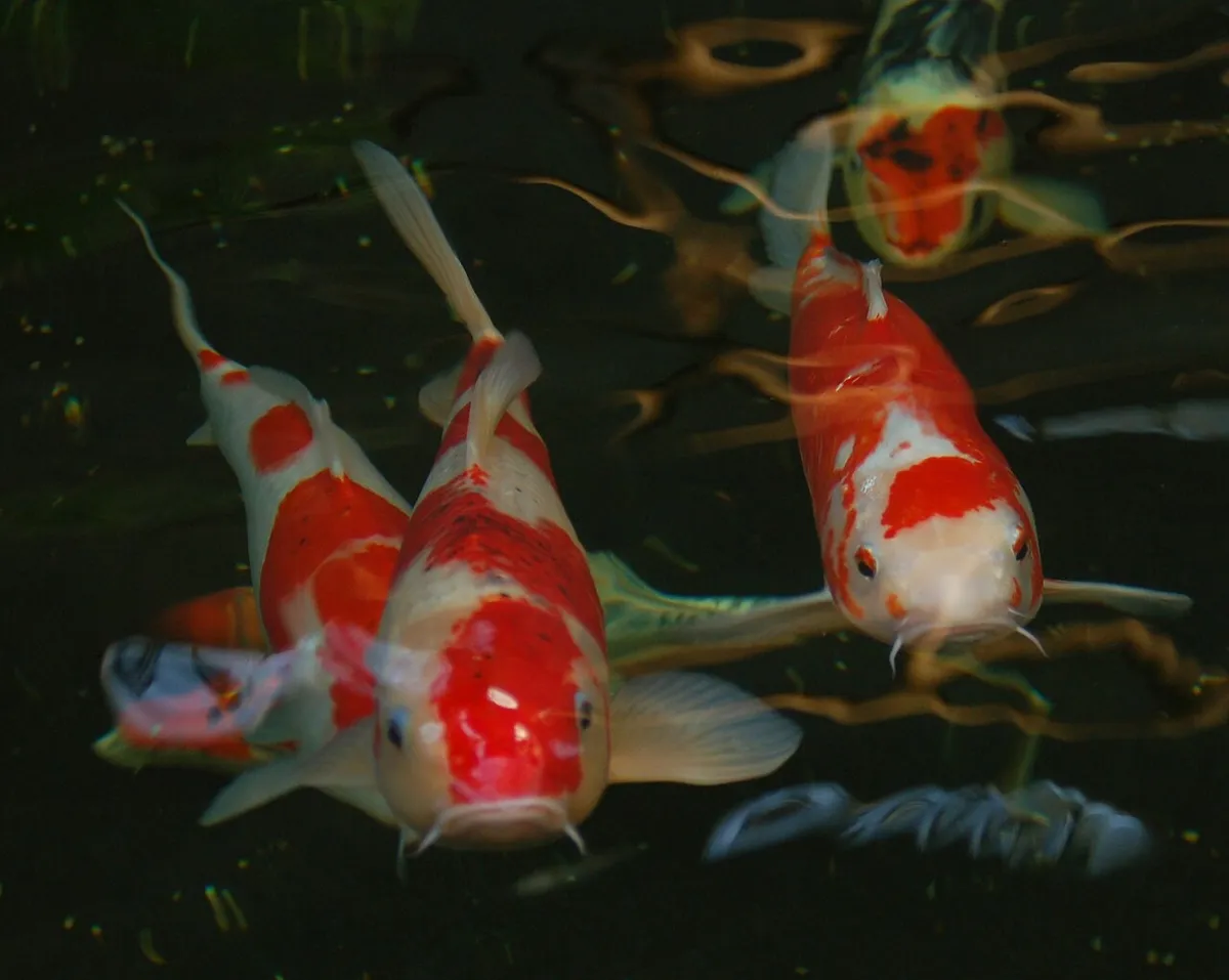 ปลาคาร์ป (Koi)