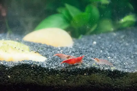 กุ้งเชอร์รี่สีแดงบนพื้นทรายดำในตู้ไม้น้ำ