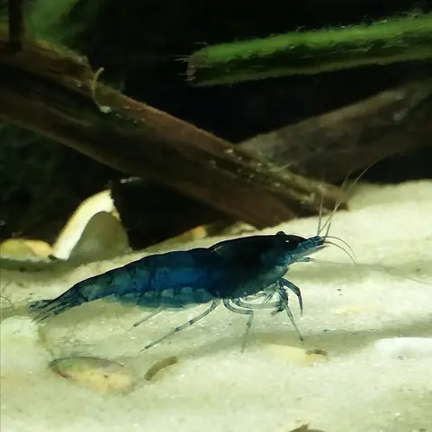 กุ้งเชอร์รี่สีน้ำเงินเข้มคลานบนพื้นทรายในตู้ไม้น้ำ