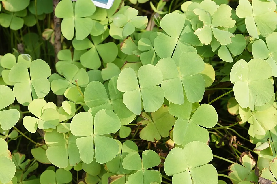 Cỏ ba lá nhỏ Marsilea minuta, Marsilea minuta