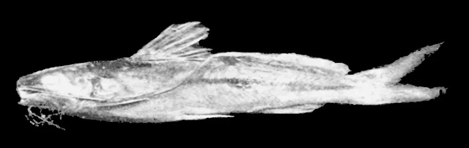 Pimelodella gracillis a smaller catfish