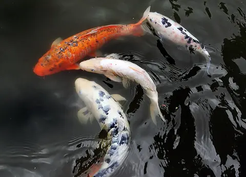 ฝูงปลาคาร์ปสีแดงส้ม ขาว และดำว่ายในบ่อมืด