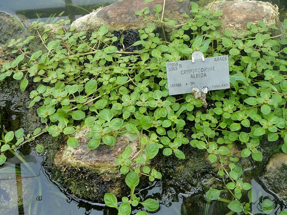Botanical specimen of Cryptocoryne albida in the University of Copenhagen Botanical Garden, Copenhagen, Denmark.