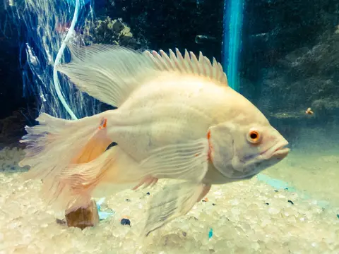 Oscar albino putih krem berenang di atas dasar pasir