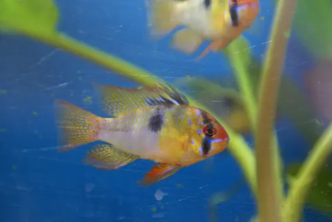 Ramirezi kuning oranye di akuarium berdasar biru
