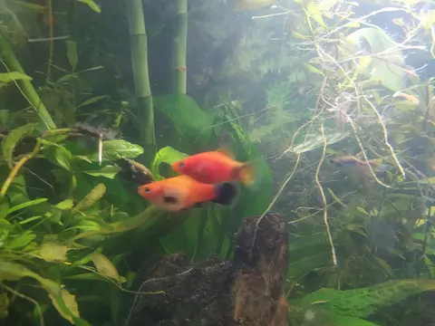 Dua Platy Mickey Mouse oranye merah di akuarium tanaman air