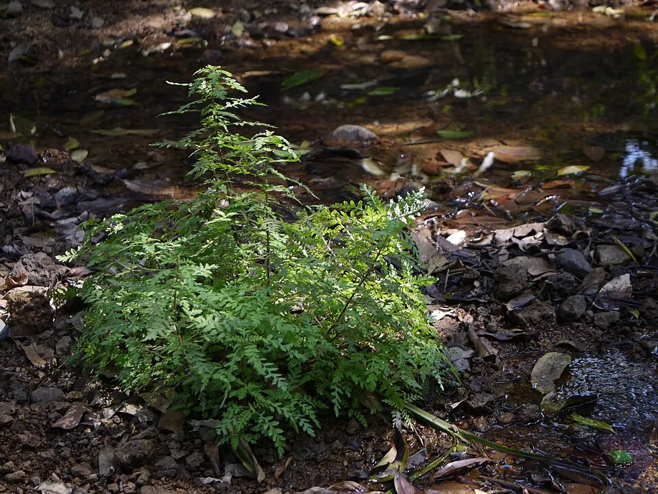 Cardanthera pinnatifida