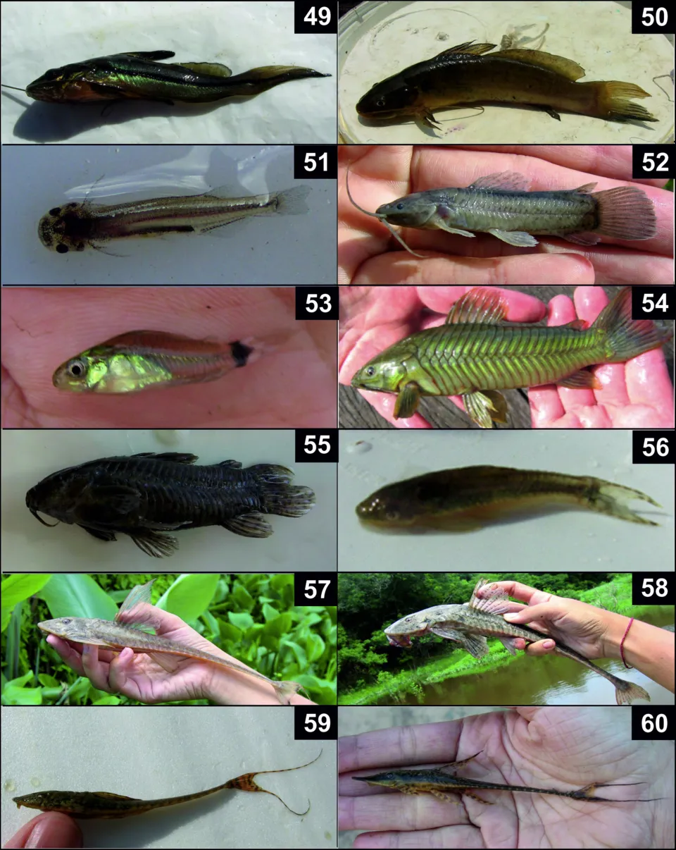 Cá otocinclus thường