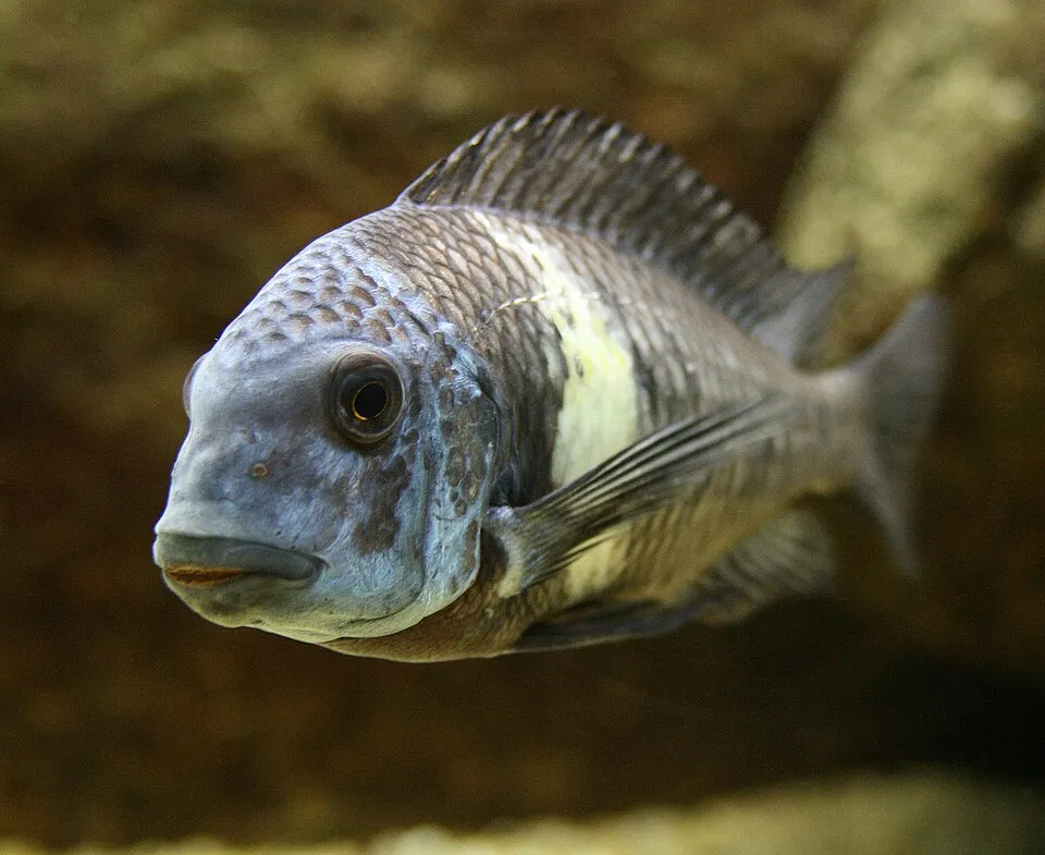 Cá Tropheus duboisi, Tropheus duboisi