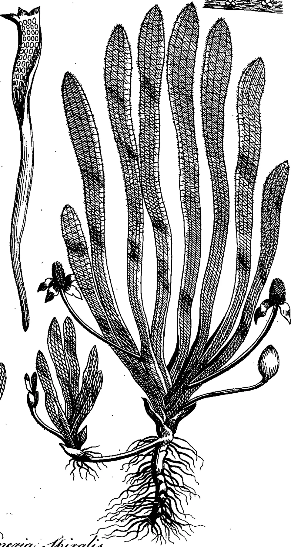 Fleuron from book: The botanic garden. Part II. Containing the loves of the plants. A poem. With philosophical notes. Volume the second.