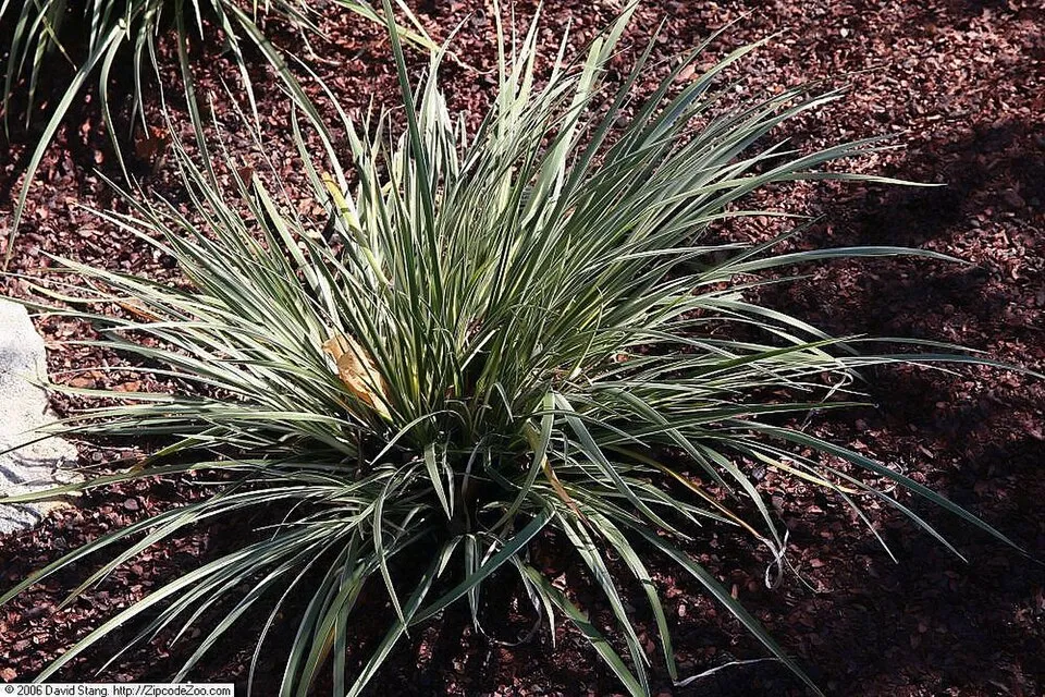 Location taken: United States Botanic Garden, Washington D.C.. Names: Acorus gramineus 'Variegatus' , Dwarf Variegated Sweetflag, Grassy-Leaved Sweet Flag, Japanese Rush, Japanese Sweet Flag, Variegat