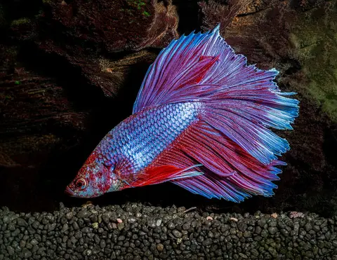 ปลากัดฮาล์ฟมูนตัวผู้ สีน้ำเงินม่วง กางหาง ในตู้พื้นกรวดสีดำ