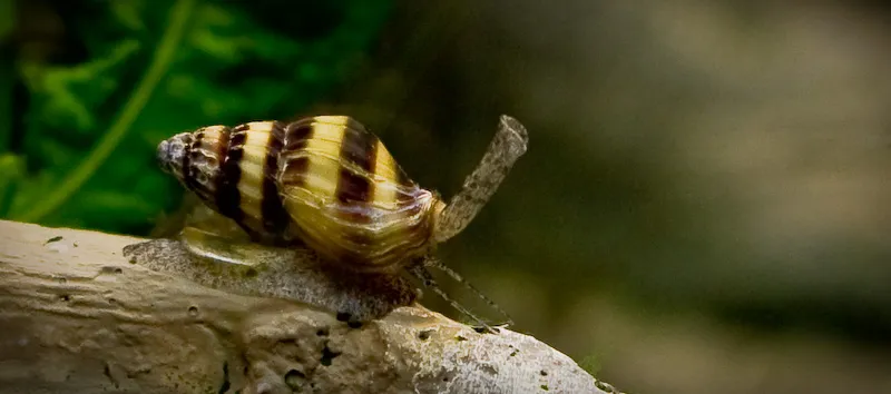 Clea helena, syn. Anentome helena.