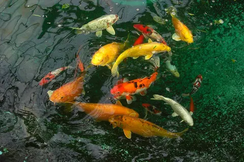 Đàn cá koi đỏ, vàng, trắng bơi gần mặt nước hồ