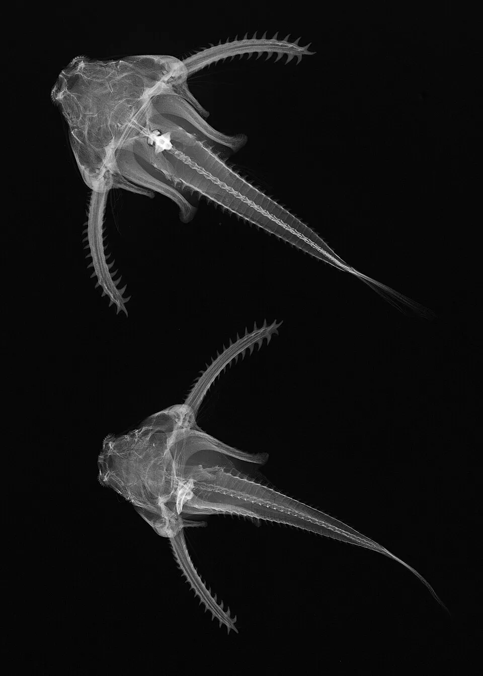 Physopyxis lyra, X-ray image