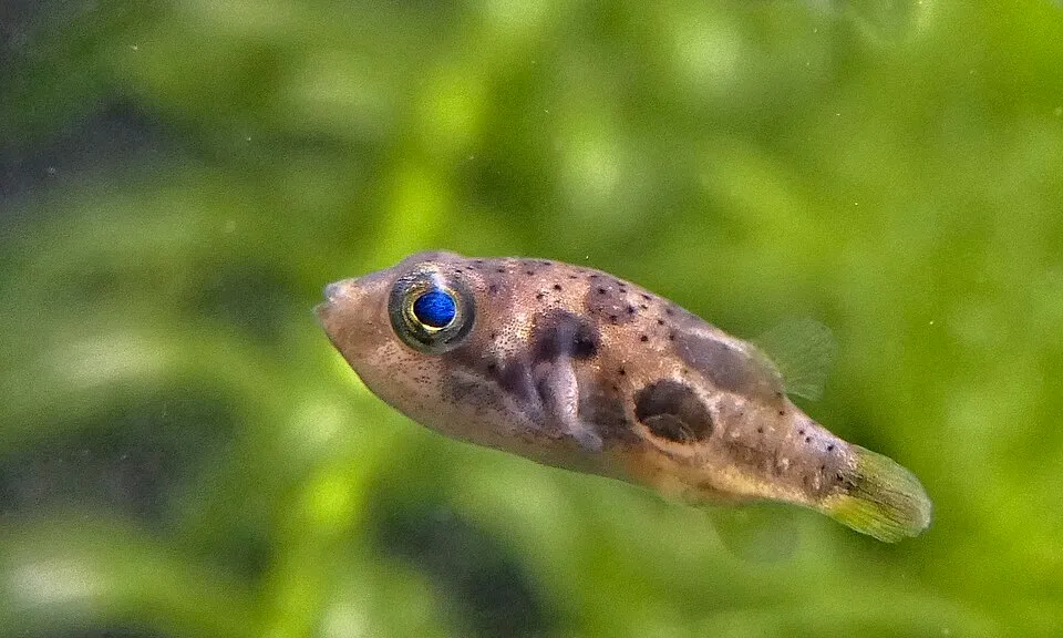 Ein Indischer Zwergkugelfisch (Carinotetraodon travancoricus), in Seitenansicht.
